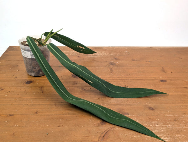 Anthurium Pallidiflorum - Leave Size 16+" - Exact XL Plant #26D