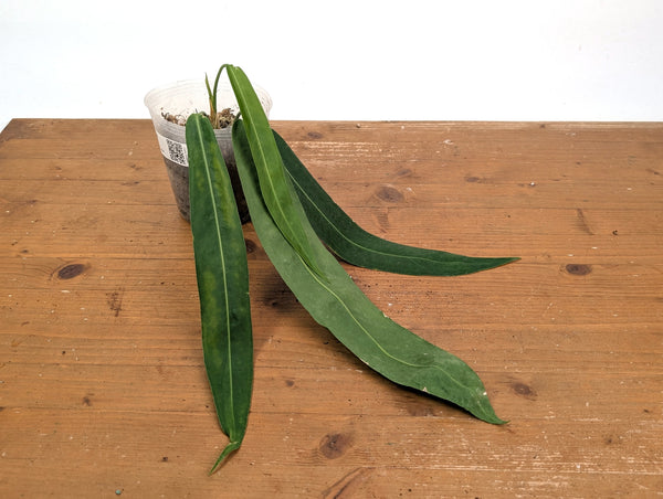 Anthurium Pallidiflorum - Leave Size 12+" - Exact XL Plant #26E