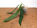 Anthurium Pallidiflorum - Leave Size 12+" - Exact XL Plant #26E
