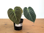 Philodendron Rubrijuvenile x Melanochrysum (Hybrid)