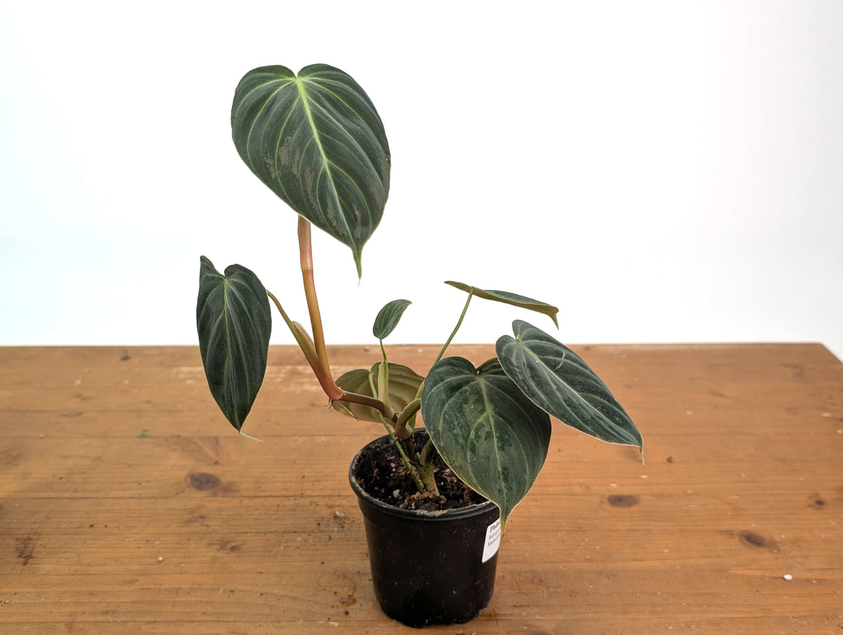 Philodendron Rubrijuvenile x Melanochrysum (Hybrid)