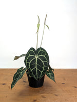 Anthurium Clarinervium Seed Grown Open-Pollinated Hybrids