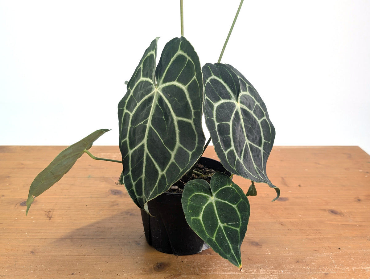 Anthurium Clarinervium Seed Grown Open-Pollinated Hybrids