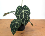 Anthurium Clarinervium Seed Grown Open-Pollinated Hybrids