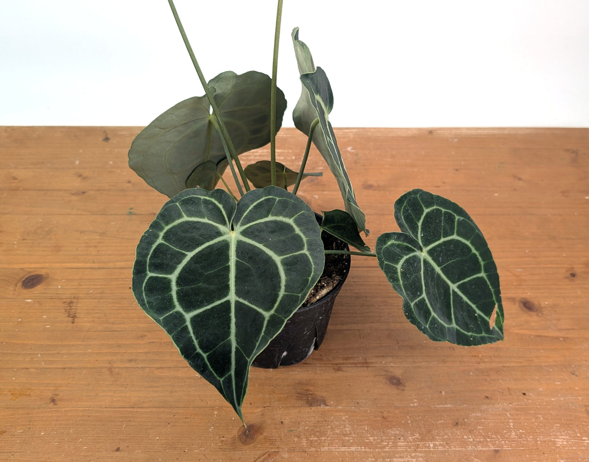 Anthurium Clarinervium Seed Grown Open-Pollinated Hybrids