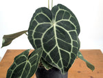 Anthurium Clarinervium Seed Grown Open-Pollinated Hybrids