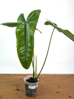 Philodendron Sharoniae Mosquera - XL - Exact Plant #26A