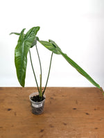 Philodendron Sharoniae Mosquera - XL - Exact Plant #26A