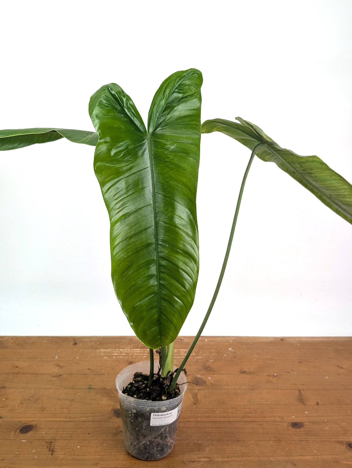Philodendron Sharoniae Mosquera - XL - Exact Plant #26A