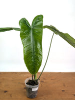 Philodendron Sharoniae Mosquera - XL - Exact Plant #26A