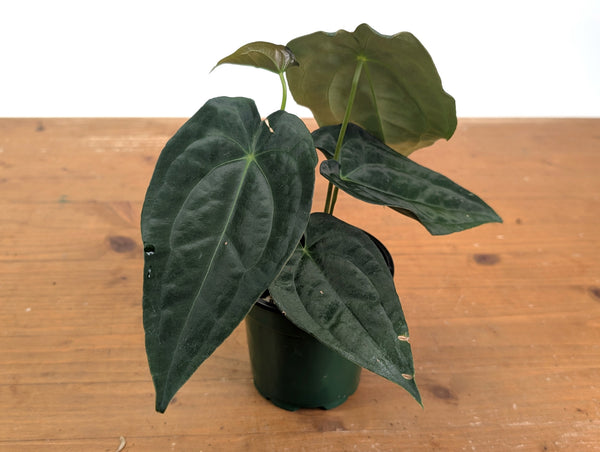 Anthurium Emerald Throne - (A. forgetii x papillilaminum)