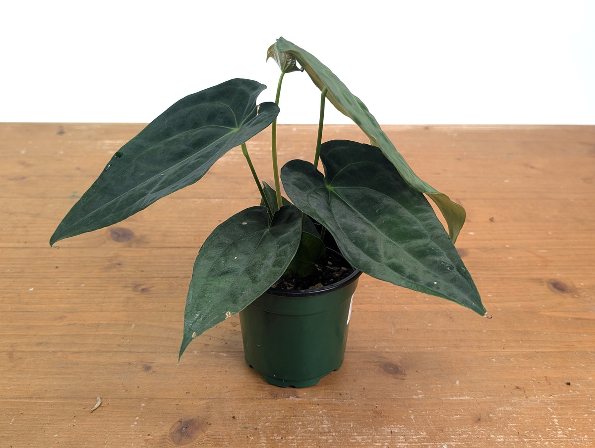 Anthurium Emerald Throne - (A. forgetii x papillilaminum)