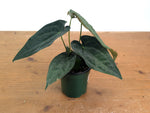 Anthurium Emerald Throne - (A. forgetii x papillilaminum)