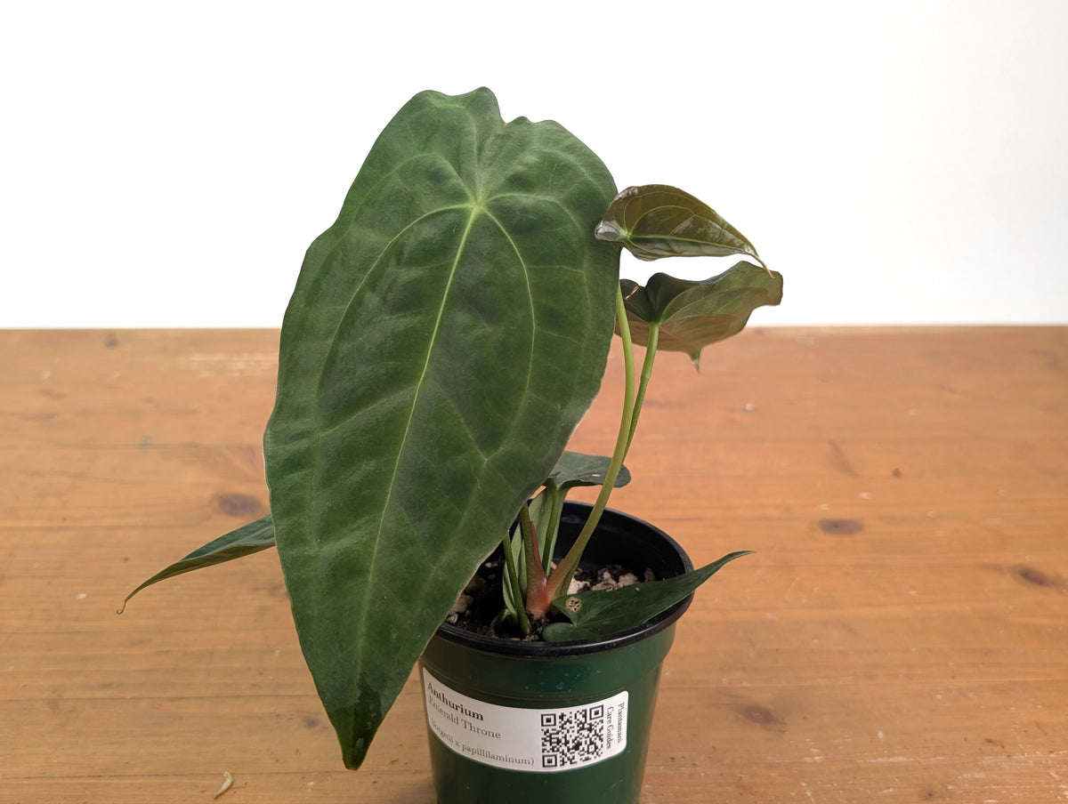 Anthurium Emerald Throne - (A. forgetii x papillilaminum)