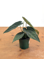 Anthurium Emerald Throne - (A. forgetii x papillilaminum)