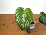 Philodendron Sodiroi aff x Verrucosum 2