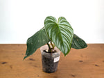 Philodendron Sodiroi aff x Verrucosum 2