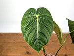 Philodendron Pastazanum x Melanochrysum