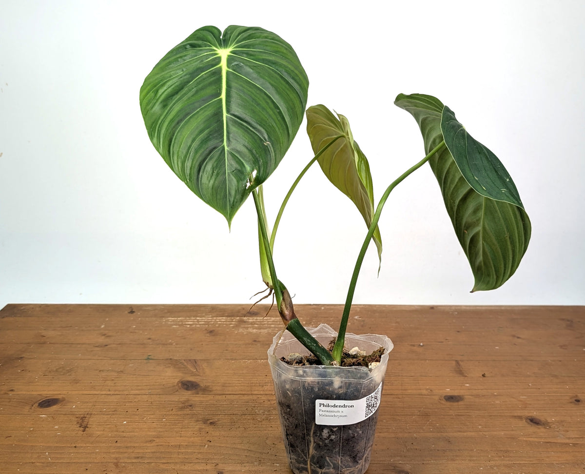 Philodendron Pastazanum x Melanochrysum