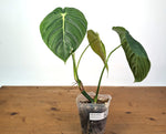 Philodendron Pastazanum x Melanochrysum