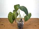 Philodendron Pastazanum x Melanochrysum