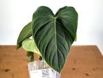Philodendron Pastazanum x Melanochrysum