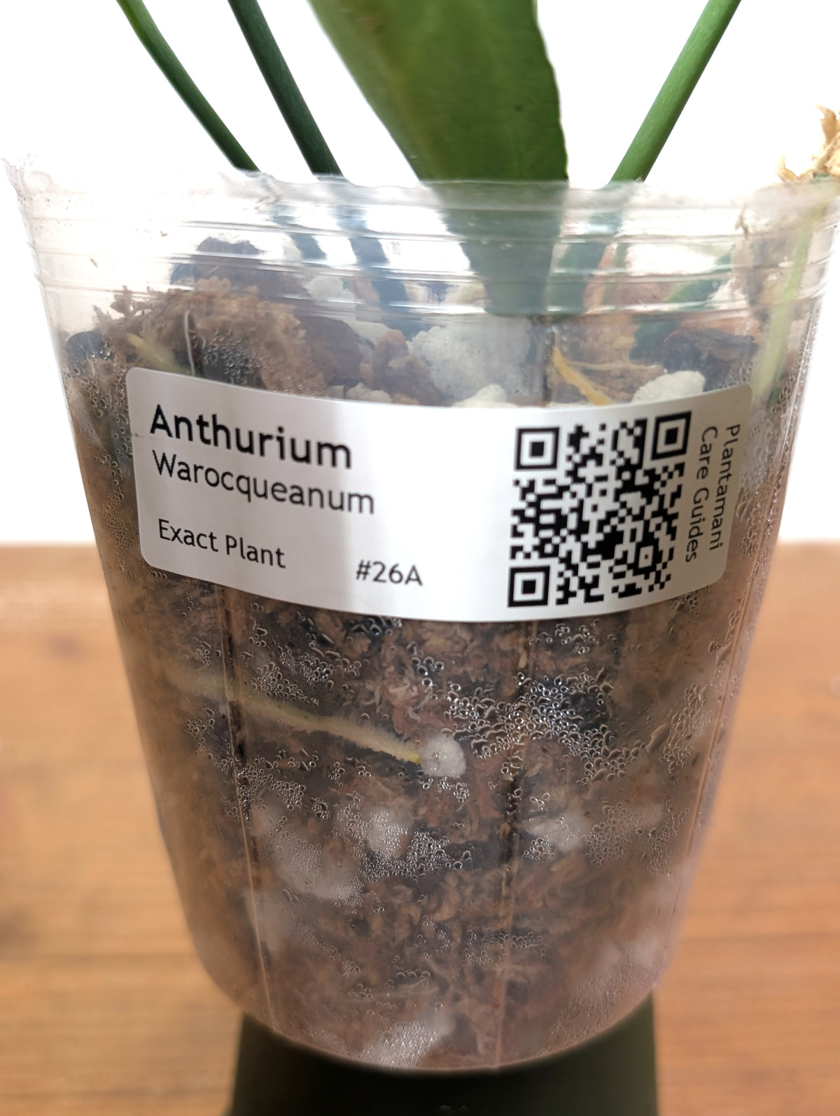 Anthurium Warocqueanum 'Queen' - Exact Dark Narrow Plant 4" Pot (#26A)