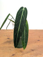 Anthurium Warocqueanum 'Queen' - Exact Dark Narrow Plant 4" Pot (#26A)
