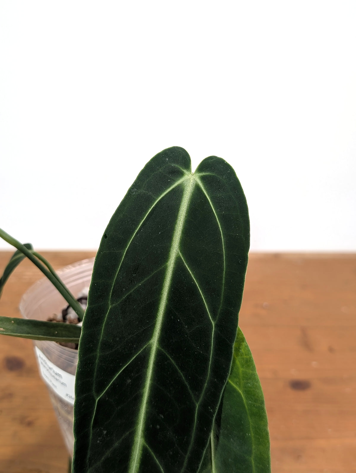 Anthurium Warocqueanum 'Queen' - Exact Dark Narrow Plant 4" Pot (#26A)