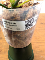 Anthurium Warocqueanum 'Queen' - Exact Dark Narrow Plant 4" Pot (#26B)