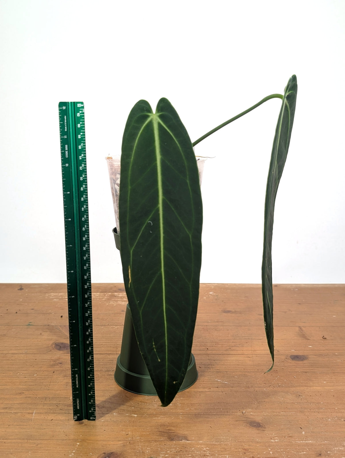 Anthurium Warocqueanum 'Queen' - Exact Dark Narrow Plant 4" Pot (#26B)