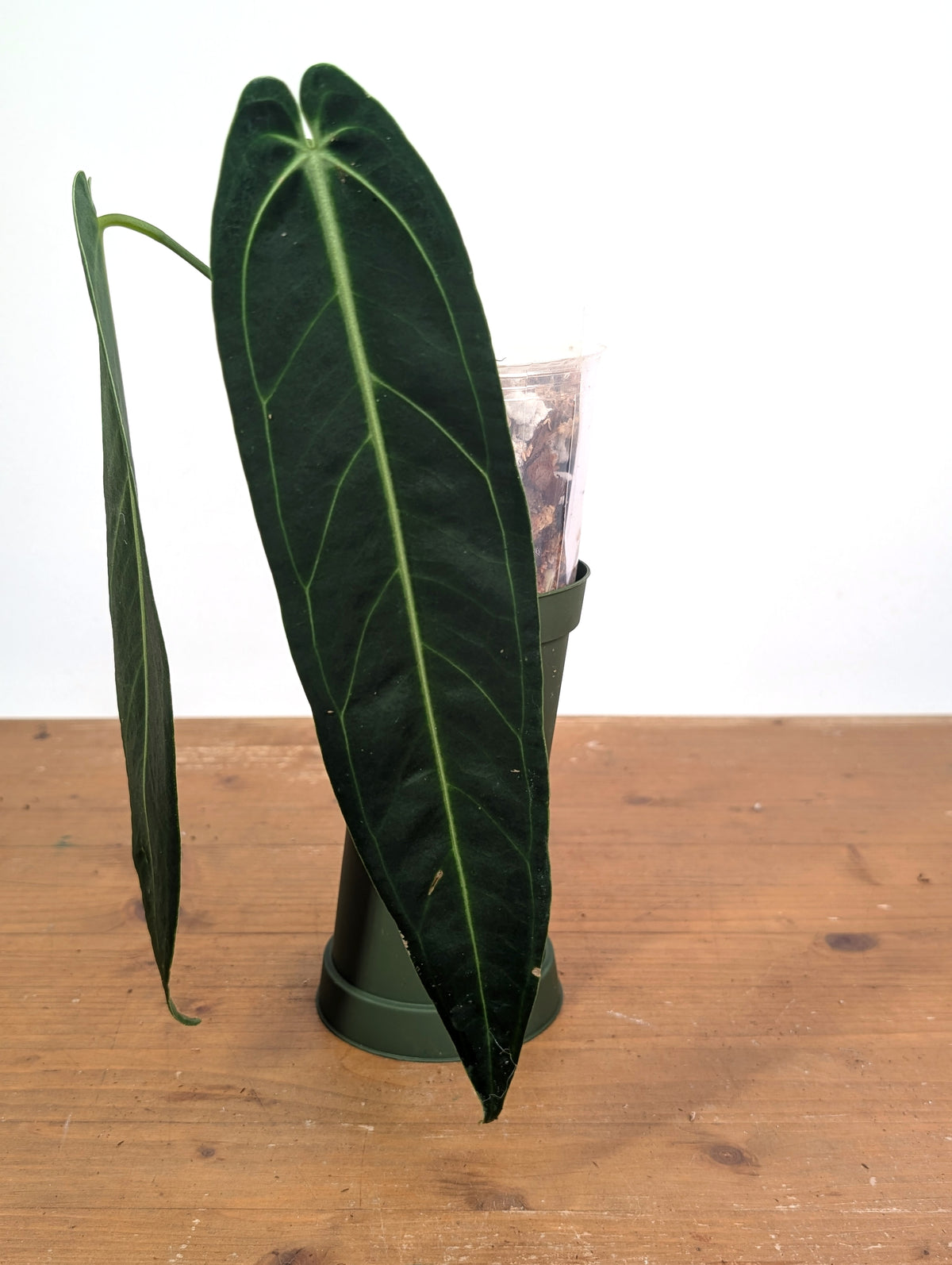 Anthurium Warocqueanum 'Queen' - Exact Dark Narrow Plant 4" Pot (#26B)