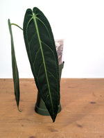 Anthurium Warocqueanum 'Queen' - Exact Dark Narrow Plant 4" Pot (#26B)