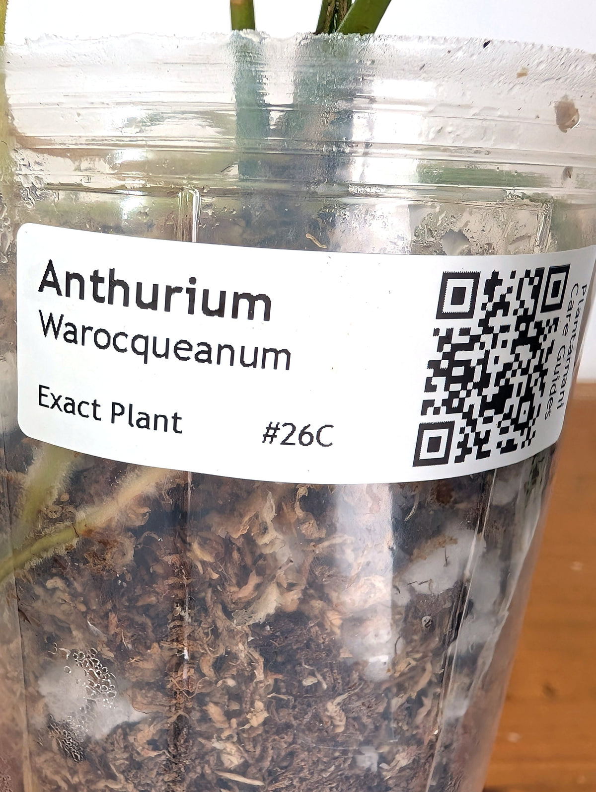 Anthurium Warocqueanum 'Queen' - Exact Dark Narrow Plant 4" Pot (#26C)