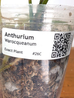 Anthurium Warocqueanum 'Queen' - Exact Dark Narrow Plant 4" Pot (#26C)