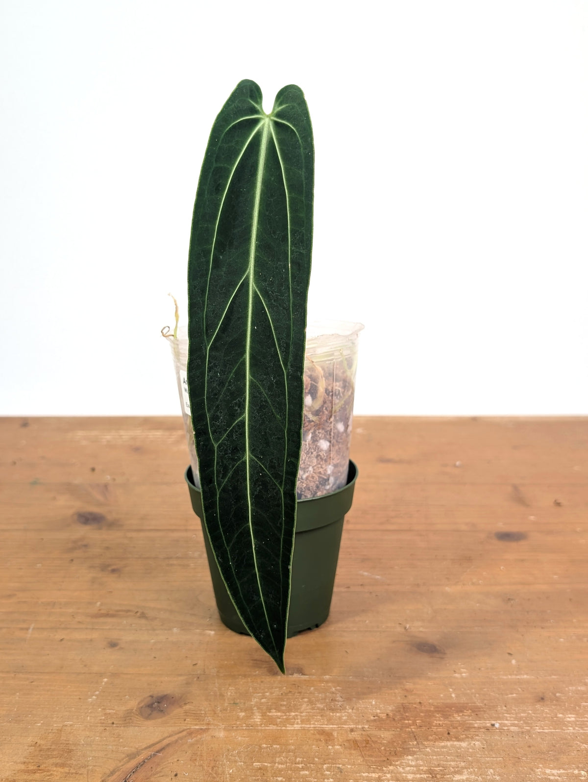 Anthurium Warocqueanum 'Queen' - Exact Dark Narrow Plant 4" Pot (#26C)