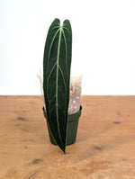 Anthurium Warocqueanum 'Queen' - Exact Dark Narrow Plant 4" Pot (#26C)