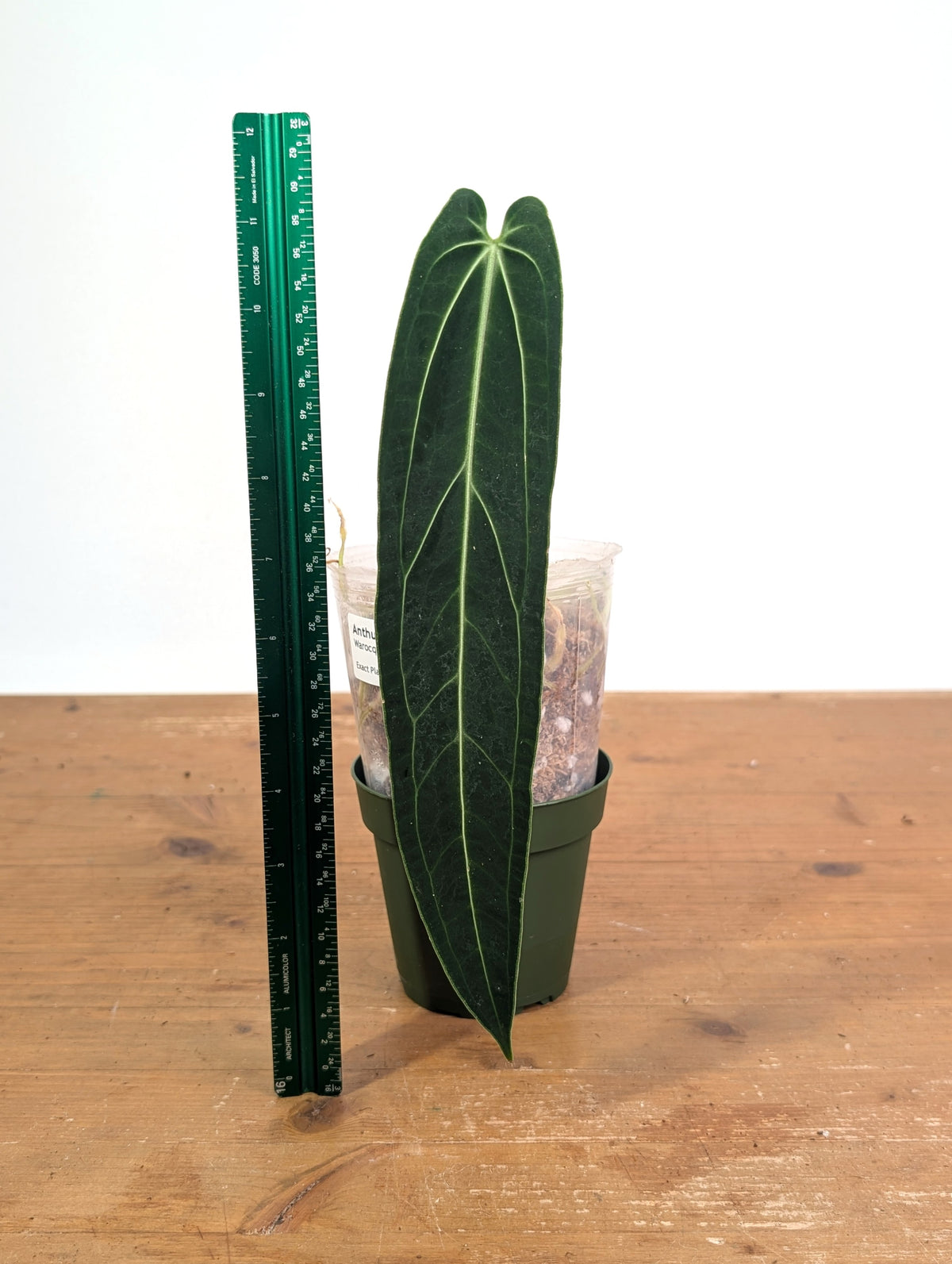 Anthurium Warocqueanum 'Queen' - Exact Dark Narrow Plant 4" Pot (#26C)