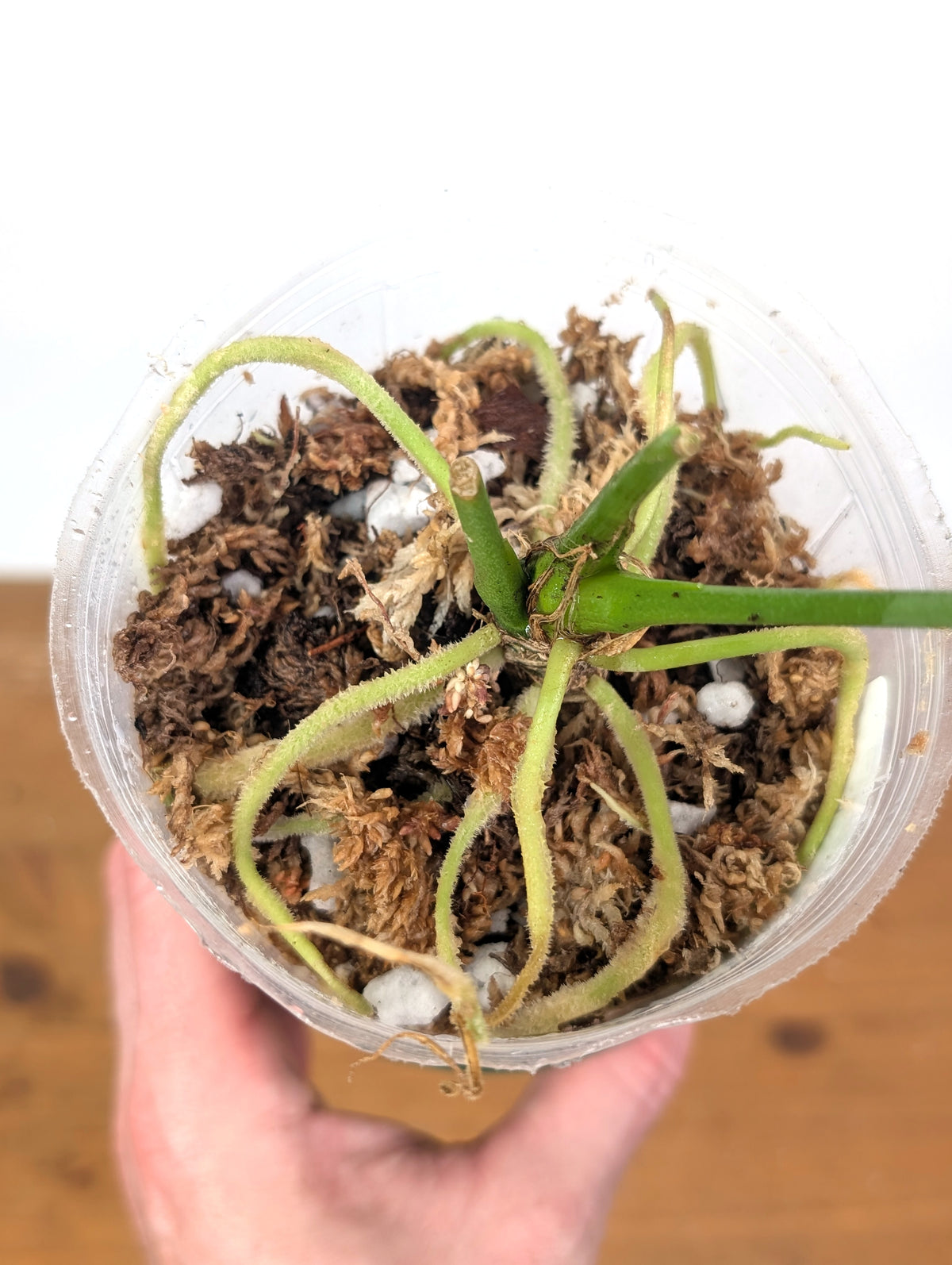 Anthurium Warocqueanum 'Queen' - Exact Dark Narrow Plant 4" Pot (#26C)