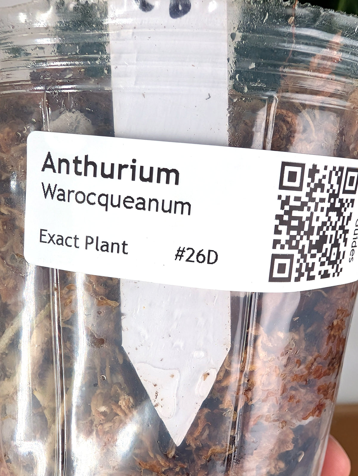 Anthurium Warocqueanum 'Queen' - Exact Dark Narrow Plant 4" Pot (#26D)