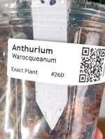 Anthurium Warocqueanum 'Queen' - Exact Dark Narrow Plant 4" Pot (#26D)