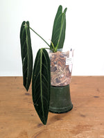 Anthurium Warocqueanum 'Queen' - Exact Dark Narrow Plant 4" Pot (#26D)