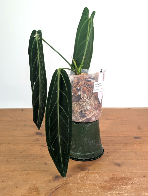Anthurium Warocqueanum 'Queen' - Exact Dark Narrow Plant 4" Pot (#26D)