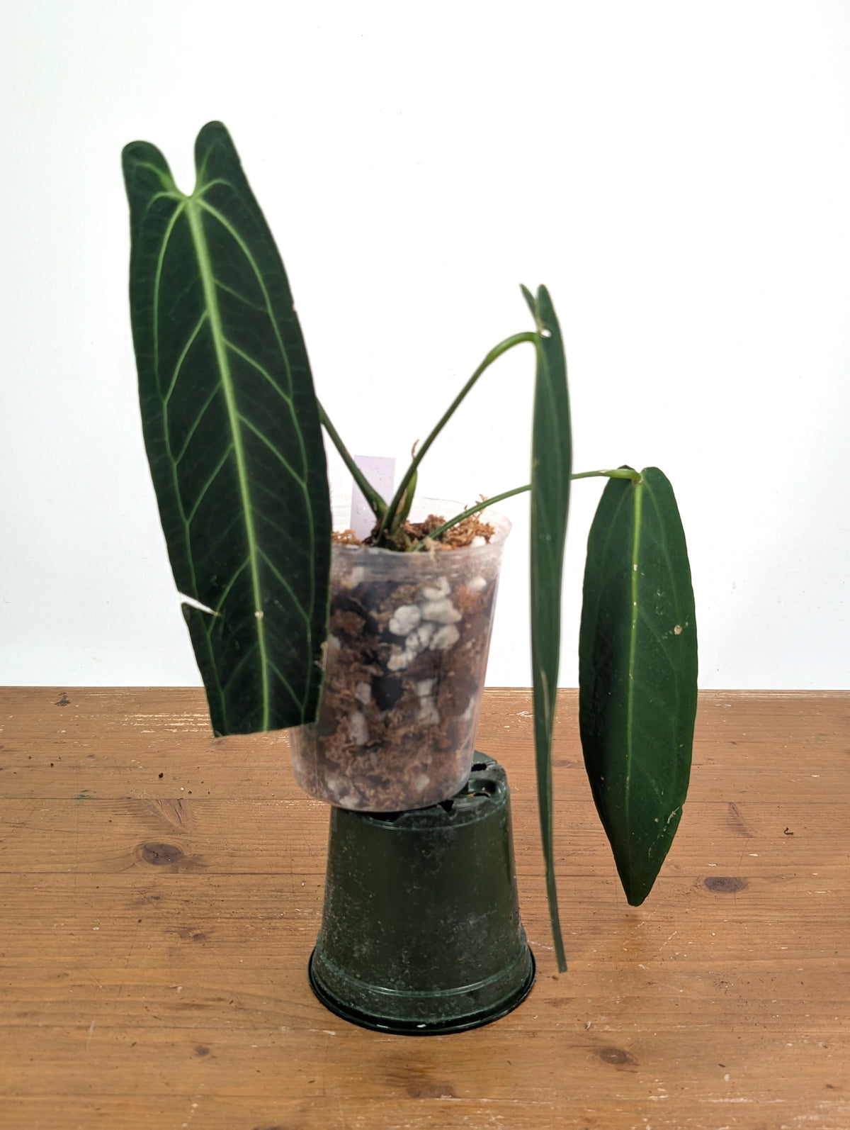 Anthurium Warocqueanum 'Queen' - Exact Dark Narrow Plant 4" Pot (#26D)
