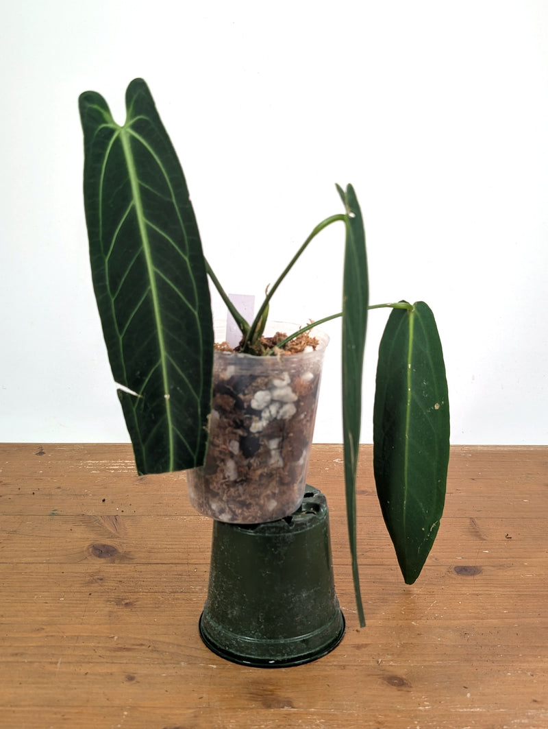 Anthurium Warocqueanum 'Queen' - Exact Dark Narrow Plant 4" Pot (#26D)