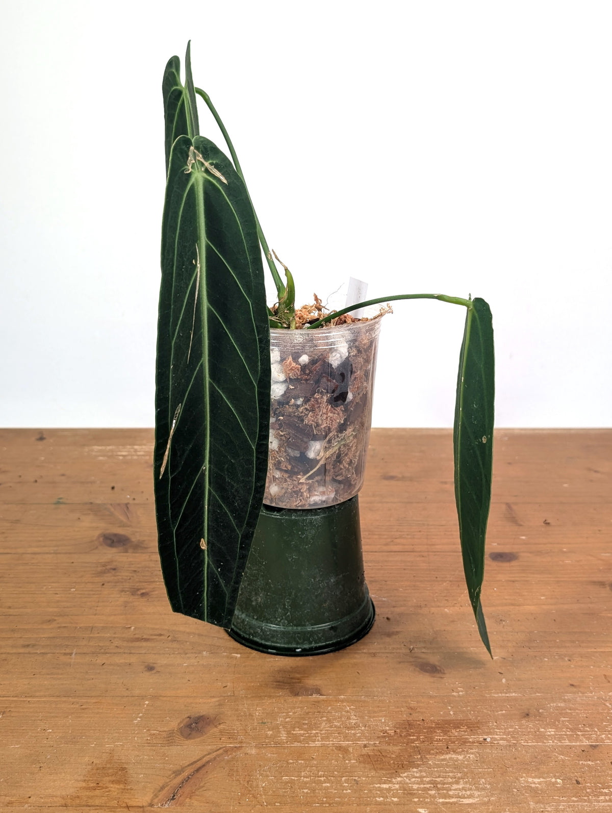 Anthurium Warocqueanum 'Queen' - Exact Dark Narrow Plant 4" Pot (#26D)