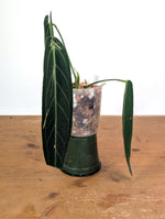 Anthurium Warocqueanum 'Queen' - Exact Dark Narrow Plant 4" Pot (#26D)