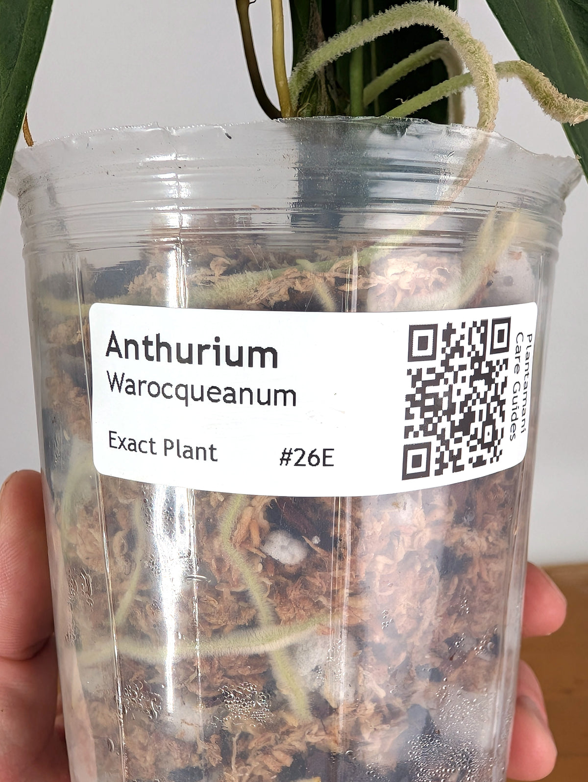 Anthurium Warocqueanum 'Queen' - Exact Dark Narrow Plant 4" Pot (#26E)