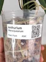 Anthurium Warocqueanum 'Queen' - Exact Dark Narrow Plant 4" Pot (#26E)
