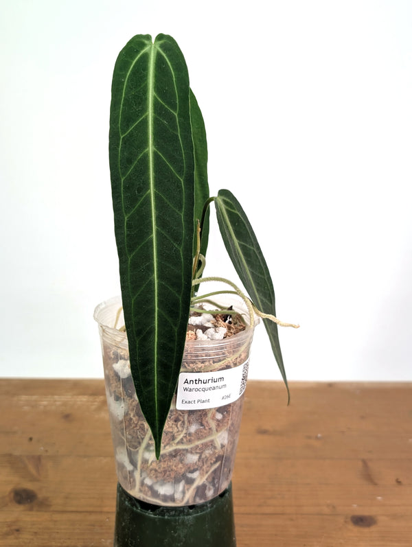 Anthurium Warocqueanum 'Queen' - Exact Dark Narrow Plant 4" Pot (#26E)
